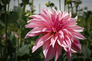 娇艳粉色大丽花绽放