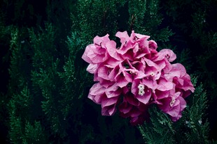 娇艳粉色花朵特写