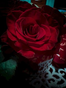 娇艳红玫瑰特写