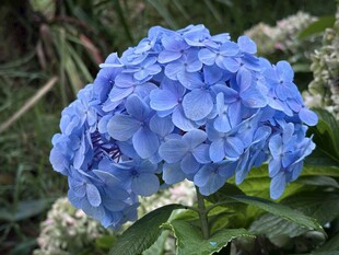 蓝色绣球花特写