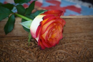 单枝多彩玫瑰置于木面