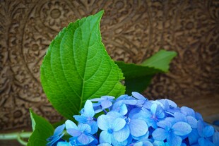蓝绣球花与绿叶特写