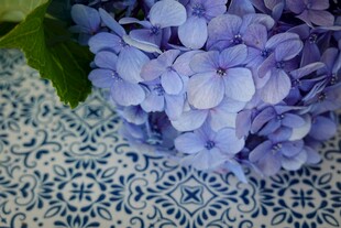蓝绣球花置于花纹背景上