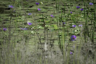 池塘中的紫色水生植物