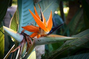 艳丽鹤望兰绽放