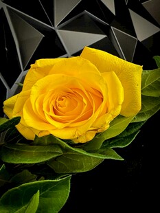 黄玫瑰特写 绽放的美丽