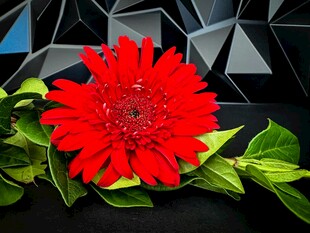 鲜艳红菊与几何背景