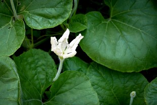 绿叶丛中一朵小白花