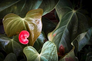 绿叶间的娇艳红果