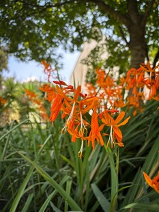 橙艳花朵绽放于绿荫下