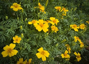 黄色小花绽放于绿叶间