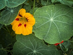 黄色旱金莲特写