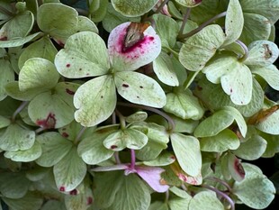 绿叶间的粉色小花