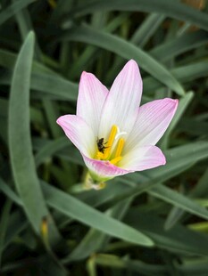 粉色葱兰花特写