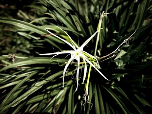 优雅绽放的蜘蛛兰