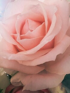 粉色娇艳玫瑰特写