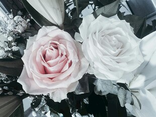 粉白玫瑰与花叶之美