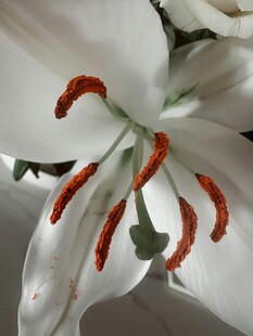 白色百合花特写