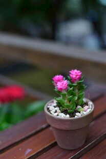 粉色小花盆栽置于木台