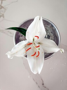 白色百合花置于金属容器中