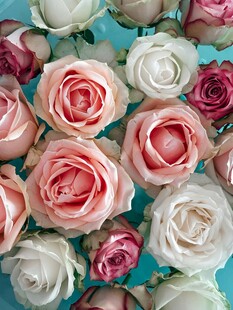 多彩玫瑰簇拥的浪漫画面