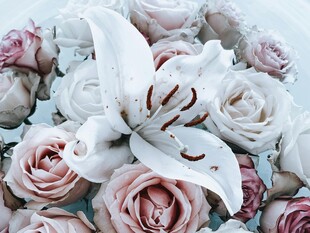 白百合与粉玫瑰花卉组合