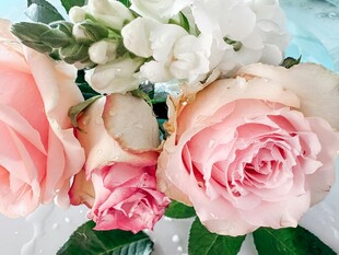 粉色玫瑰与白花组合