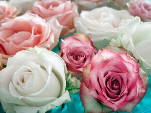 多彩娇艳玫瑰花束