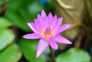 绽放的美丽紫色睡莲