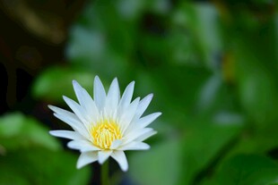 洁白睡莲绽放于绿意间