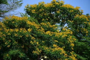 金黄繁花满树的美丽景象