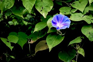 绿叶间的蓝色牵牛花