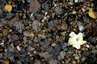 地面上的白色小花与碎石