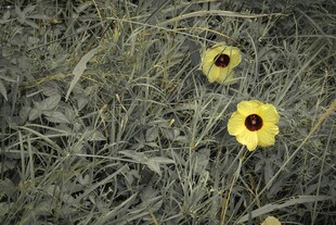 草丛中的两朵黄色小花