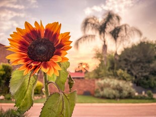 夕阳下绽放的艳丽向日葵