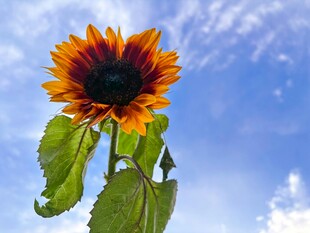 蓝天中的艳丽向日葵