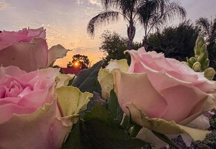 夕阳下绽放的娇艳玫瑰花