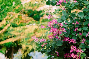 繁花绿叶间的自然景致