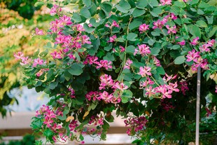繁花满枝的美丽攀援植物