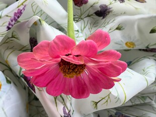 娇艳粉色花朵特写