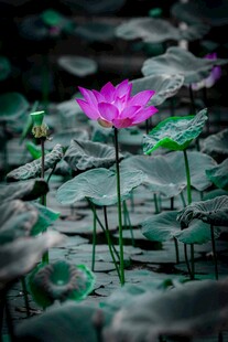 水中绽放的娇艳粉色荷花