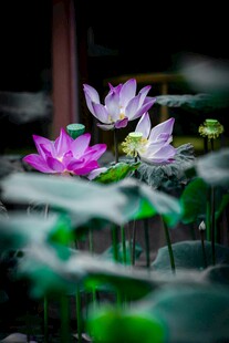 荷塘中绽放的娇艳荷花