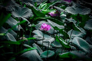 绿叶丛中的娇艳紫花