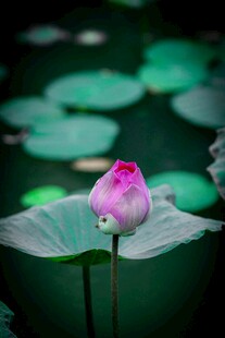 含苞待放的粉色荷花