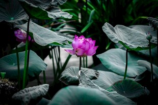 荷塘中绽放的娇艳粉荷