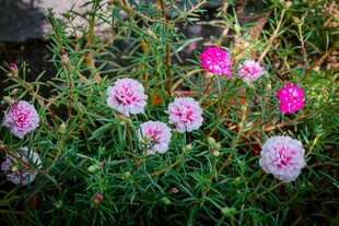 多彩石竹绽放于绿意间