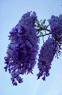 蓝天下的紫色繁花