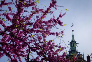 繁花映衬下的尖顶建筑