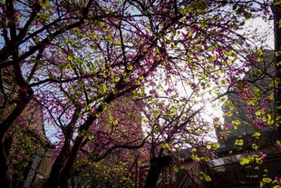 春日繁花树影映阳光