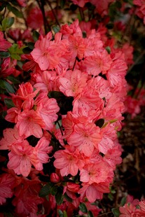 艳丽盛开的粉红色杜鹃花